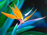 Bird Of Paradise Flying Over Internet World