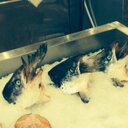 Ted Swanson - @SwansonTed - Twitter