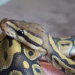 Ball Pythons!
