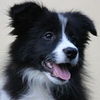 Border Collies (@border_collies) 's Twitter Profile