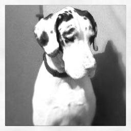 ChaseNdanes's profile picture. Breeding purebred Great Danes, crazy about Karate and Supply Chain Management.