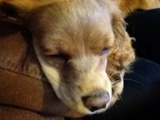 buscholl's profile picture. 