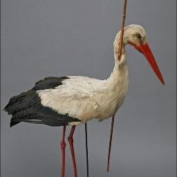 pfeilstorch's profile picture. 