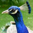 Penny Peacock - @penny_cock - Twitter