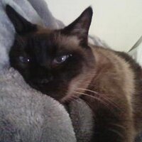 Kim Royal (@kimroyal4) 's Twitter Profile