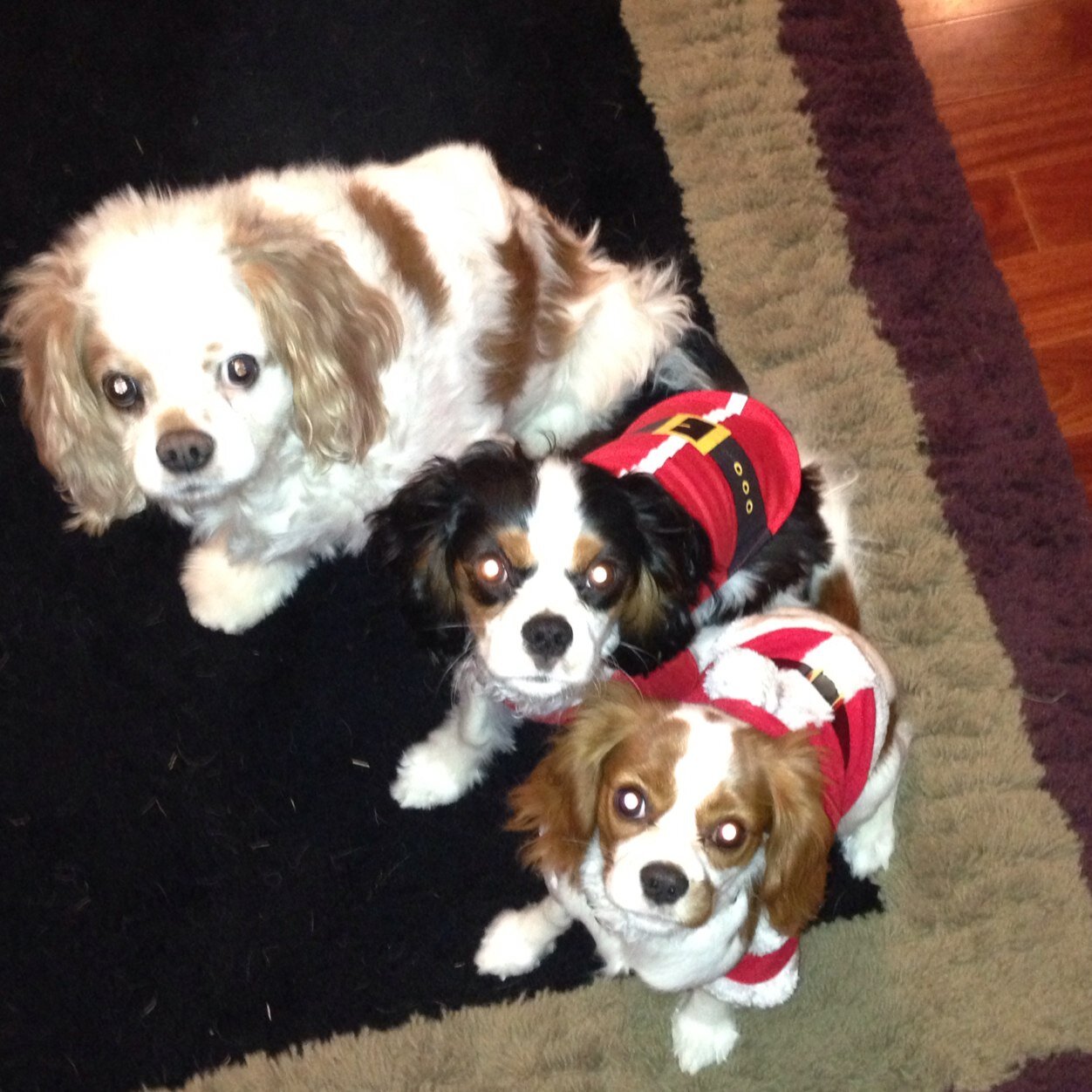 cindy_barnett's profile picture. 