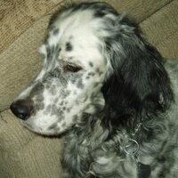 eileenocb (@eileenocb) 's Twitter Profile