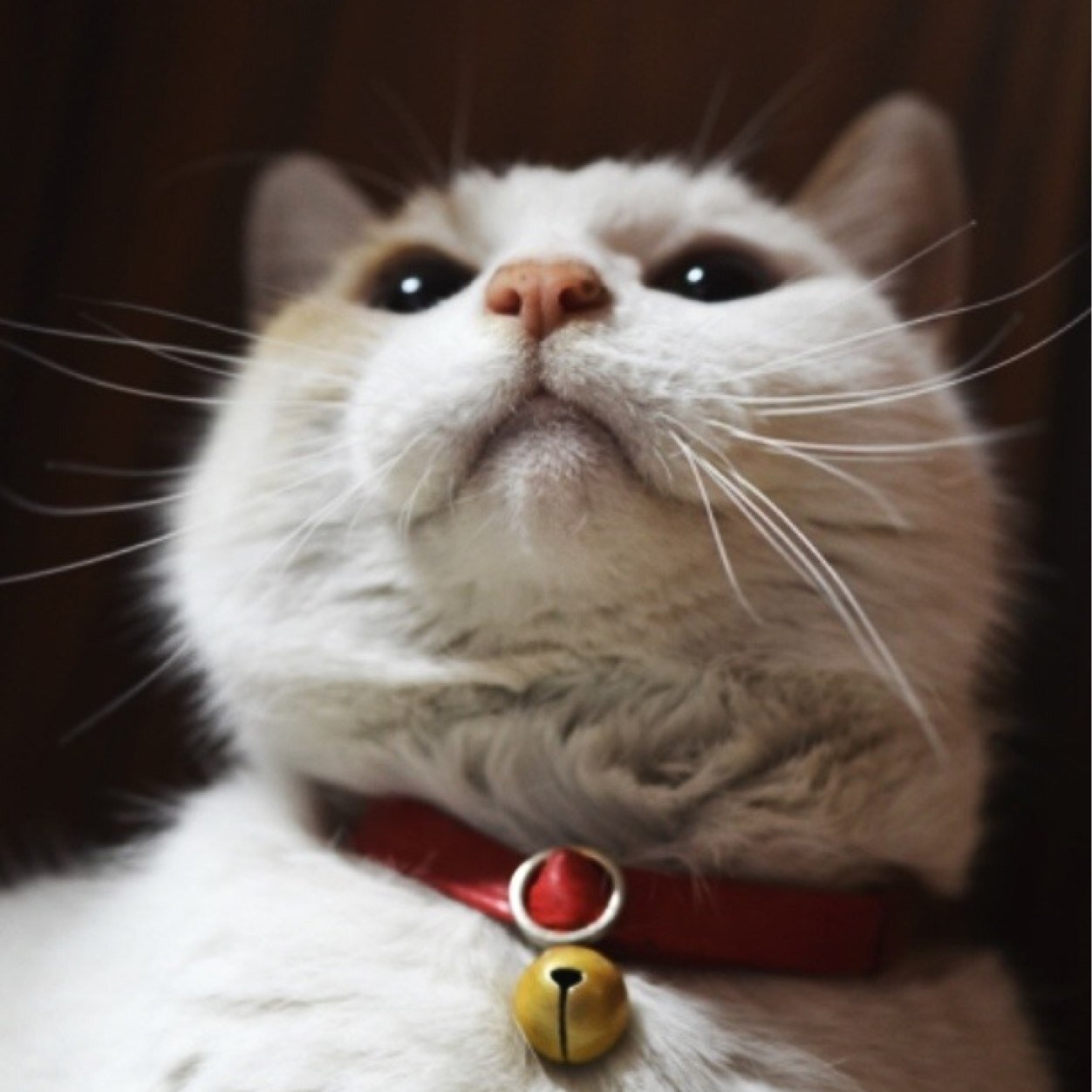 StickyBug_511's profile picture. ねこ好き カメラ好き サッカー好き