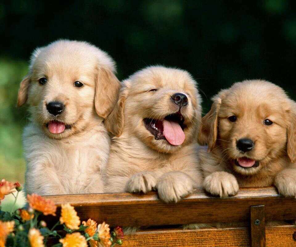 There's nothing like a Golden.