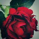 ام دودي (@1393_soso) Twitter