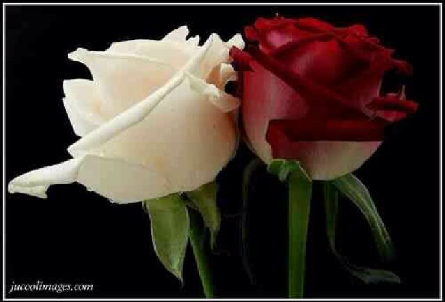 zhfhfb's profile picture. اللهم اجعل كل حرف أغرد به في موازين حسنات أحمد صالح وارفع به منزله في جنتك في أعلى عليين مع الأنبياء والصالحين واجمعنا به في جنات النعيم.