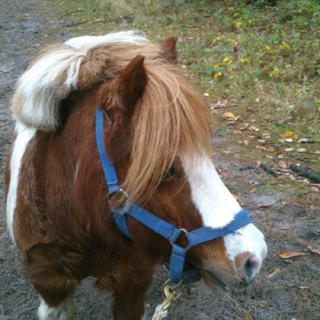 Bij de paarden zijn, Met vriendinnen, Slapen