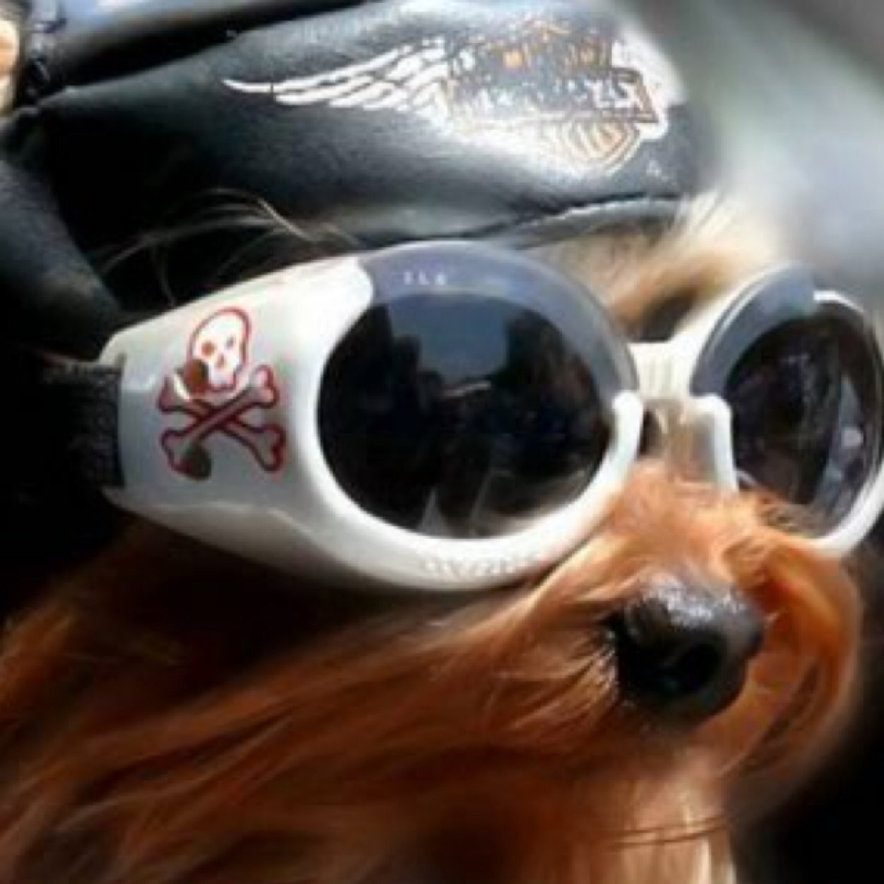 PrBouchez's profile picture. 