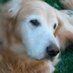 Lily's Legacy SDS (@lilyslegacysds) Twitter profile photo Lily's Legacy SDS (@lilyslegacysds) Twitter profile photo
