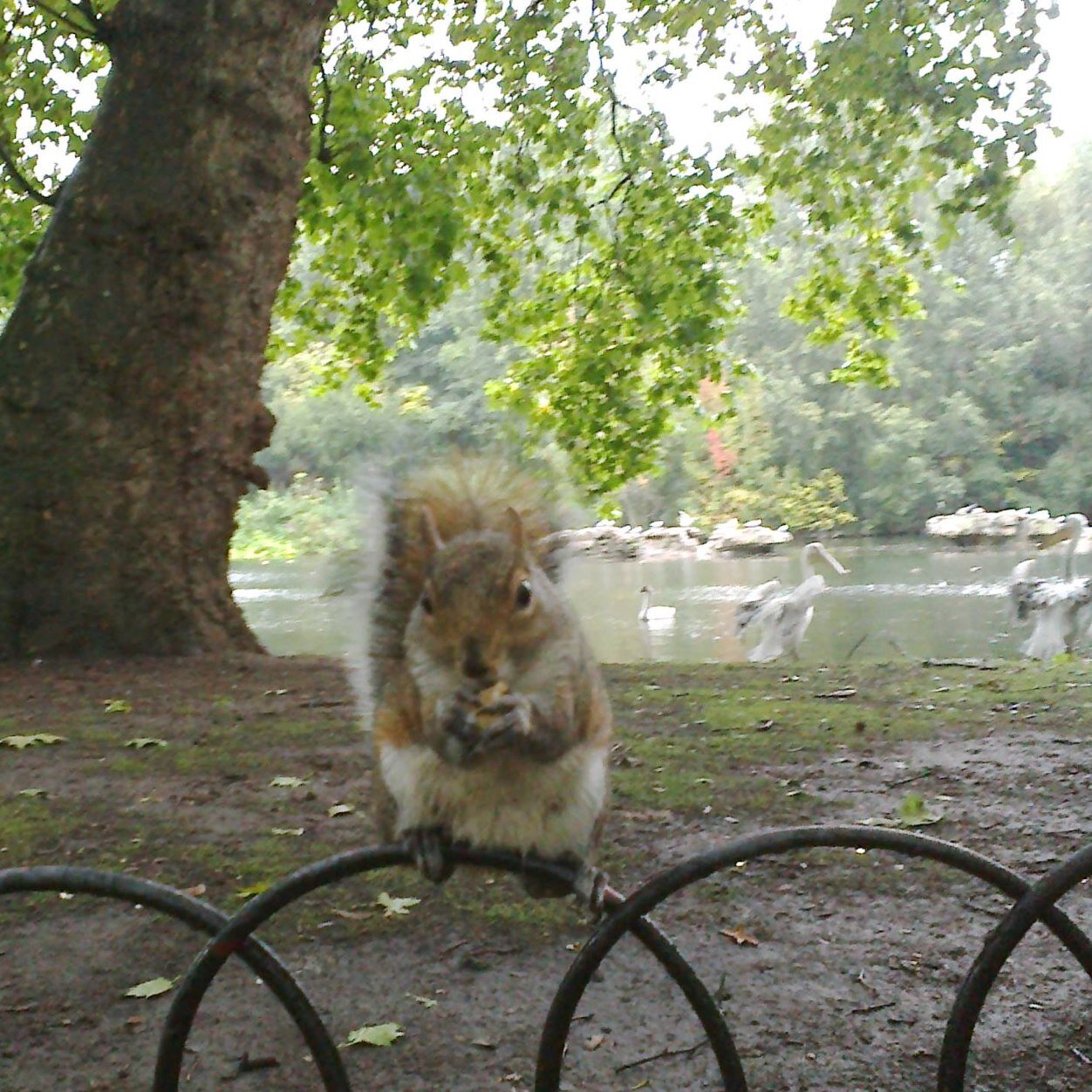 raccontweet's profile picture. ♦️