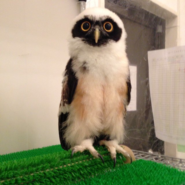 sora_gonta's profile picture. 