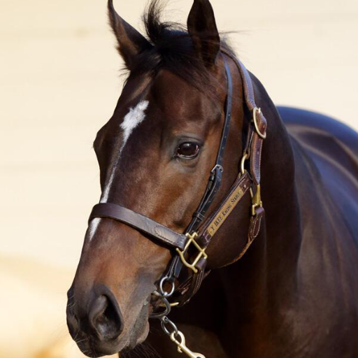 サクラチヨノオーからの競馬好き。日刊競馬入社試験不採用。少頭数厳選出資。トゥザグローリー、アヴェンチュラ、トゥザワールド、リオンディーズなど。G1 2勝 2着4回 3着2回。海外G1 2着。種牡馬3頭。地方馬主。楽しい人生を送らせてくれるお馬さんに感謝です。