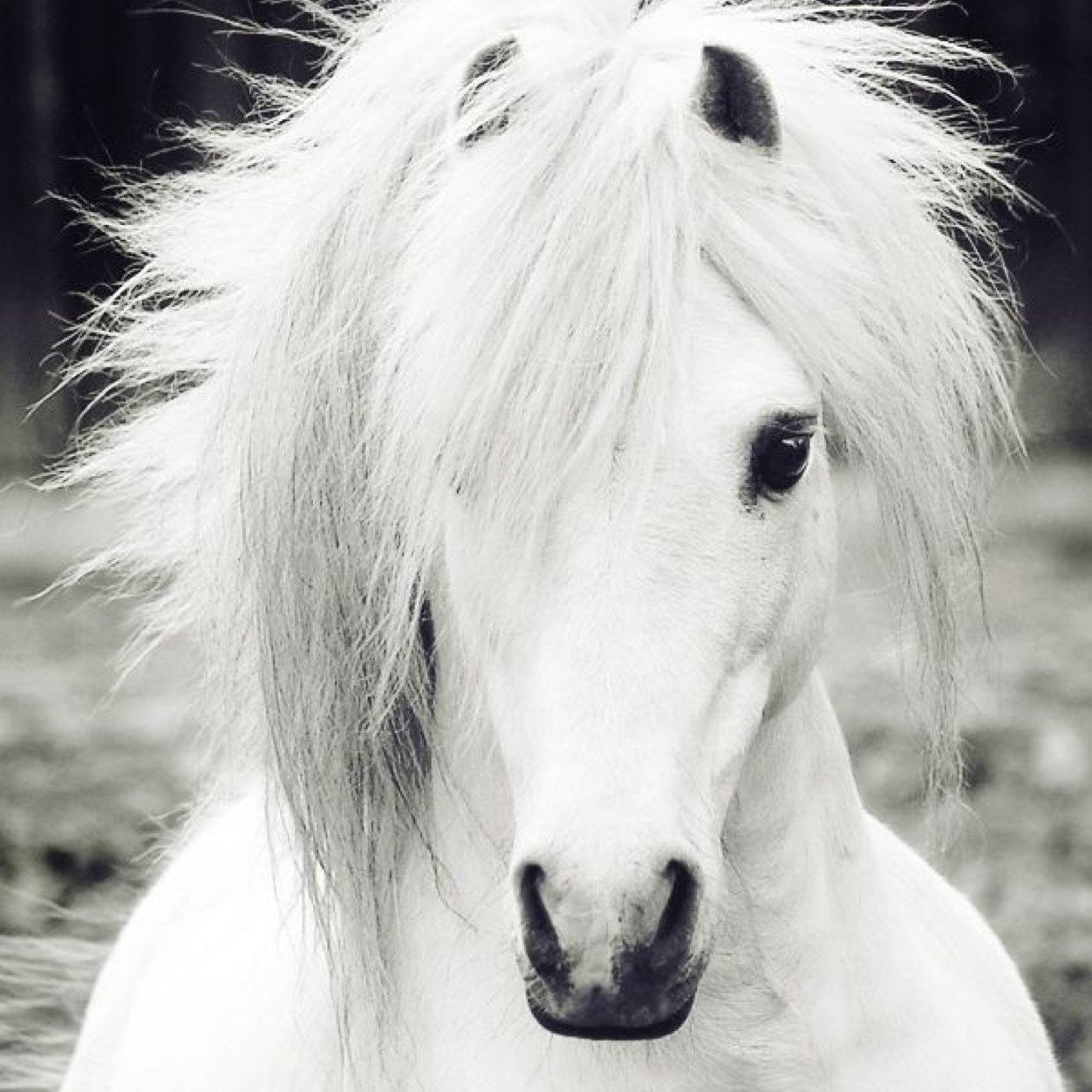 Altijd al een leuke pony account willen volgen ? Dan is dit je kans; Volg ons voor de leukste wedstrijden, foto's, feiten, zinnetjes, en meer! ♥ Sinds: 4-5-'13