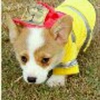 頹廢宅男 (@davidbillya) 's Twitter Profile