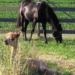 Dedicated to the Alpaca and Equine Industries.