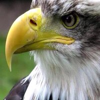 thamer alwardi (@alwardithamer) Twitter profile photo