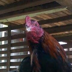 Akun ayam bangkok di Ciledug #follow #folbeck