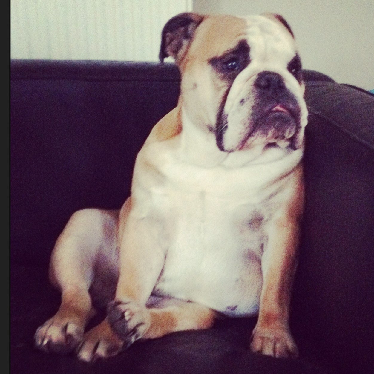 lolalou20's profile picture. My names lola and i love lots of treats and snuggles with my mummy