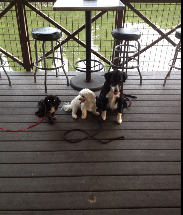We are dedicated on improving the bond between you and your dog. We specialize in Dog training and Board and Train; DogSocialization. Veteran owned business