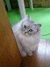 歌、囲碁(地元碁会所初段程度)、猫、アニメ、声優さん、漫画、麻雀、ボードゲーム、外国語（英(TOEIC840)、中、独など）などが大好き。長崎アニカラサークルゲル・アミーゴ@geruami現運営部長。リスタ、Ｎ雀、μ道場などよく参加。浜の町近辺のアニメバーやカラオケバーにもよく出没します。