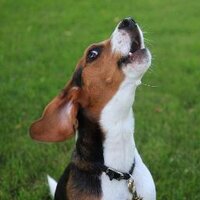 Wayne Dimaline (@hound26) 's Twitter Profile