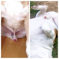 Bo N Rocco Weenurs (@bullyweenurs) 's Twitter Profile