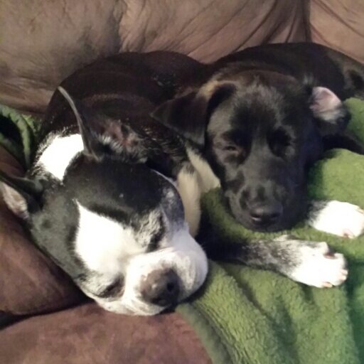 nationmyers's profile picture. #finsup
#itsaUthang