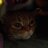 reviens's profile image