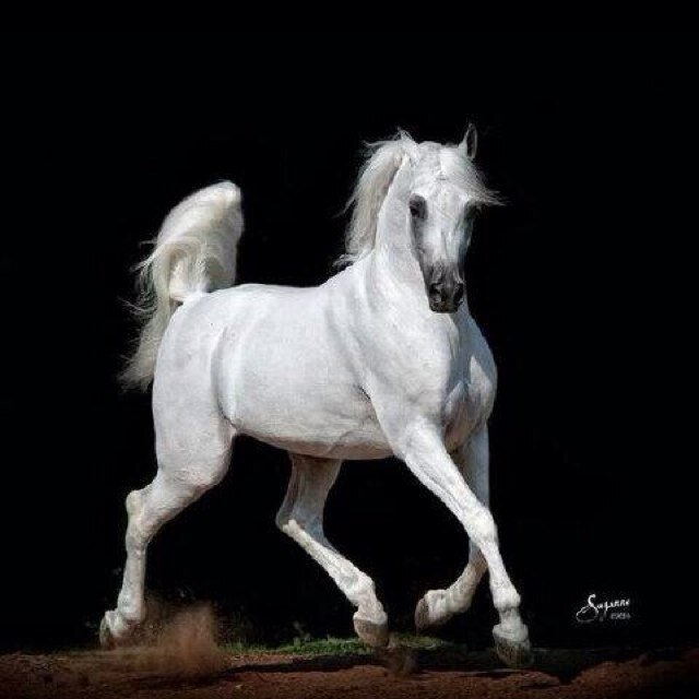 بلسانك ترتقي ، وبلسانك تحترم وبلسانك تحتقر فإختر ما شئت . .♥ ! .