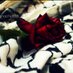 ♥عاشقة فلسطين ♥ (@lulujohar) Twitter profile photo