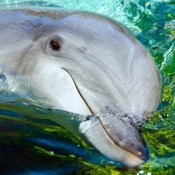 #CoveGuardians #blooddolphins #OpKillingBay #ShutTaijiDown  #Tweet4Taiji #WhaleWars