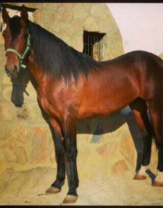 ElPajuelito10's profile picture. 