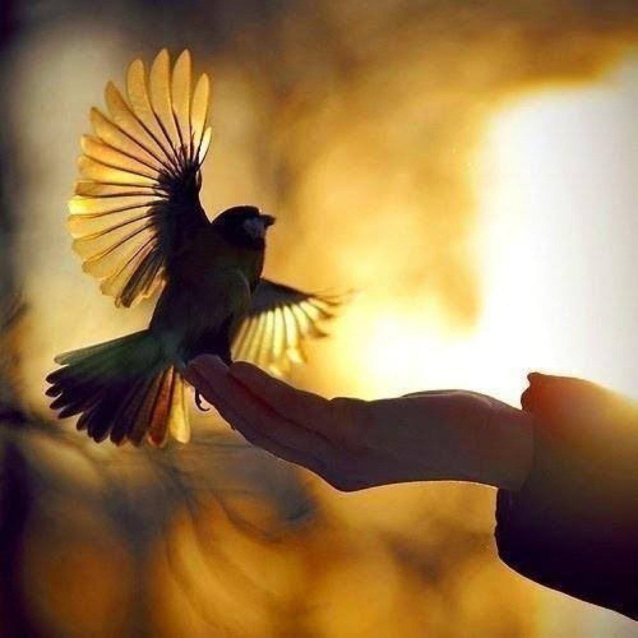 mehlik's profile picture. 