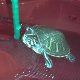 Tortuga de @pedriti90 y amante de la siesta. Me encanta flotar por mi casa y no hacer nada en todo el día.