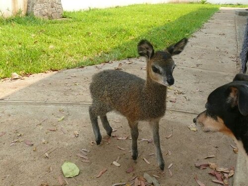 im a klipspringer and yall mothafuckas need to recognize.  not planning to overthrow dikdik what no