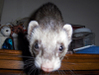 weaselwatchr Profile Picture