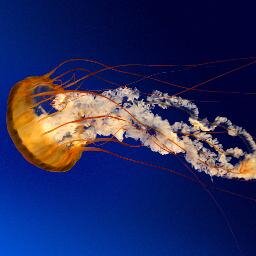 zaebic