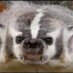 Grumpy Badger (@johnsonjljr) Twitter profile photo