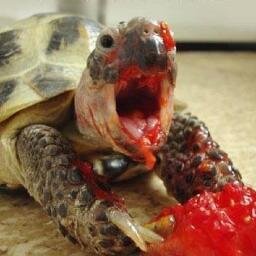 attikottinews's profile picture. イタリア生活や世界あっちこっちのおもしろ記事、イタリア人の反応・生活を紹介します。ブログもやっています。 相互希望。