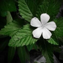 PermaScot's profile picture. 