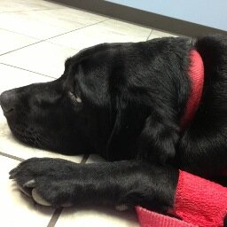 chelshock_'s profile picture. Labrador mom to Cinder and Fritzie, Border Collie mom to Kylee, awesome auntie to two great kids, crafter, friend, photographer, and docent at the Buffalo Zoo!