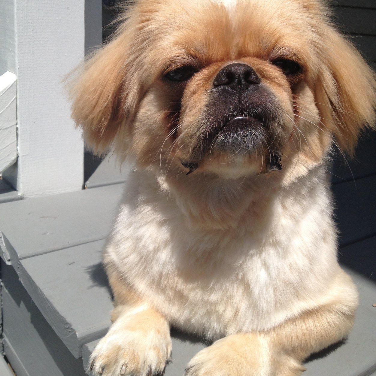 therealchalo's profile picture. 