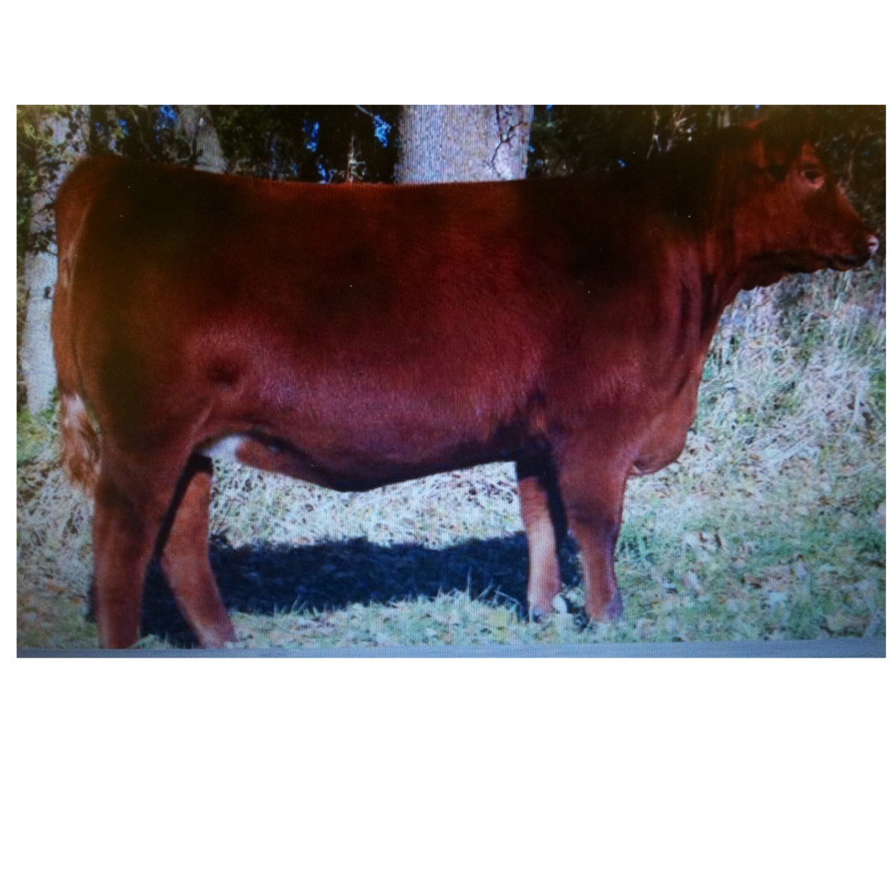 adam11bierstedt's profile picture. Pipestone