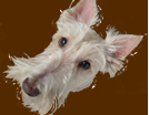 Somos criadores de cães da raça Scottish Terrier; para mais informações acesse nosso blog. We are Scottish Terrier breeders; please check out our blog
