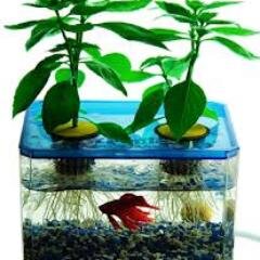 We are the experts in aquaponic. We offers complete aquaponic systems, growing supplies, project planning and training and workshops. Follow us for tips